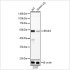 KD-Validated IRAK4 Rabbit mAb (20 μl)