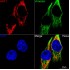 KO-Validated SLC25A4/ANT1 Rabbit mAb (20 μl)