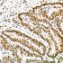 KO-Validated FTO Rabbit mAb (20 μl)