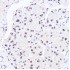 KO-Validated BRG1/SMARCA4 Rabbit pAb (20 μl)