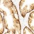 KD-Validated MRP4/ABCC4 Rabbit mAb (20 μl)