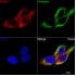KO-Validated Beclin 1 Rabbit mAb (20 μl)