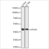 KO-Validated ATG4A Rabbit pAb (20 μl)