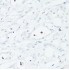 KO-Validated MSH6 Rabbit pAb (20 μl)