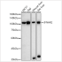 KO-Validated IFNAR2 Rabbit pAb (20 μl)