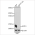 KO-Validated GSTK1 Rabbit pAb (20 μl)
