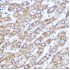 KO-Validated NDUFA4 Rabbit pAb (20 μl)