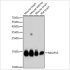 KD-Validated NDUFS5 Rabbit pAb (20 μl)