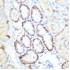 KO-Validated PEPCK/PCK2 Rabbit pAb (20 μl)