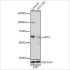 KO-Validated ATF2 Rabbit pAb (20 μl)