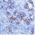 KO-Validated TYSY Rabbit pAb (20 μl)