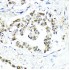 KO-Validated SUMO1 Rabbit pAb (20 μl)