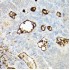 KD-Validated PROM1 Rabbit pAb (20 μl)