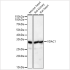 KD-Validated VDAC1 Rabbit pAb (20 μl)