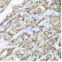 KO-Validated Smad1 Rabbit pAb (20 μl)