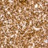 KD-Validated Bcl-2 Rabbit mAb (20 μl)