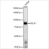 KO-Validated MLH1 Mouse mAb (20 μl)