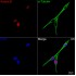 KD-Validated Aurora B Rabbit mAb (20 μl)