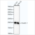 KO-Validated Claudin 1 Rabbit mAb (20 μl)