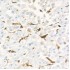 KD-Validated Gelsolin Rabbit mAb (20 μl)
