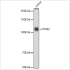 KO-Validated PMS2 Rabbit mAb (20 μl)