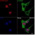 KO-Validated CDKN1A/p21 Rabbit PolymAb® (20 μl)