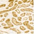 KD-Validated RHOT1/MIRO1 Rabbit mAb (20 μl)