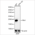 KD-Validated Pin1 Rabbit mAb (20 μl)