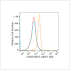 ABflo® 488 Rabbit anti-Human ErbB3/HER3 mAb (100 T)