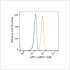 ABflo® 488 Rabbit anti-Human Glypican 3 (GPC3) mAb (100 T)
