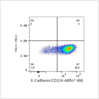 ABflo® 488 Rabbit anti-Human E-Cadherin/CD324 mAb (100 T)