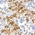 KD-Validated PSAP Rabbit mAb (20 μl)