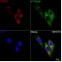 KD-Validated RAB10 Rabbit mAb (20 μl)