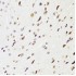 KO-Validated EDF1 Rabbit pAb (20 μl)