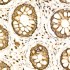 KD-Validated COX IV Rabbit pAb (20 μl)