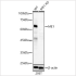 KD-Validated ME1 Rabbit pAb (20 μl)