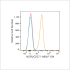 ABflo® 594 Rabbit anti-Human CD271/NGFR mAb (100 T)