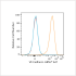ABflo® 647 Rabbit anti-Human CD144/VE Cadherin mAb (100 T)