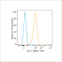 ABflo® 594 Rabbit anti-Human CR2/CD21 mAb (100 T)
