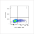 ABflo® 488 Rabbit anti-Human/Monkey Ki67 mAb (100 T)