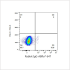 ABflo® 647 Rabbit anti-Human Ki67 mAb (100 T)