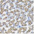 KO-Validated Smad3 Rabbit mAb (20 μl)