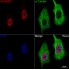 KD-Validated eIF4EBP1 Rabbit mAb (20 μl)