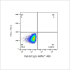 ABflo® 488 Rabbit anti-Human CD80/B7-1 mAb (100 T)