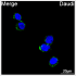 ABflo® 488 Rabbit anti-Human CD79b/Igβ mAb (100 T)