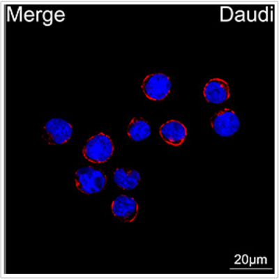 ABflo® 594 Rabbit anti-Human CD79b/Igβ mAb (100 T)