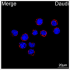 ABflo® 594 Rabbit anti-Human CD79b/Igβ mAb (100 T)
