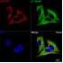KO-Validated HADHA Rabbit mAb (20 μl)