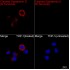 KO-Validated Cleaved Gasdermin D (N Terminal) Rabbit mAb (20 μl)