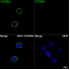 ABflo® 488 Rabbit anti-Human CD300c mAb (100 T)